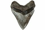 Serrated, Fossil Megalodon Tooth - South Carolina #208565-1